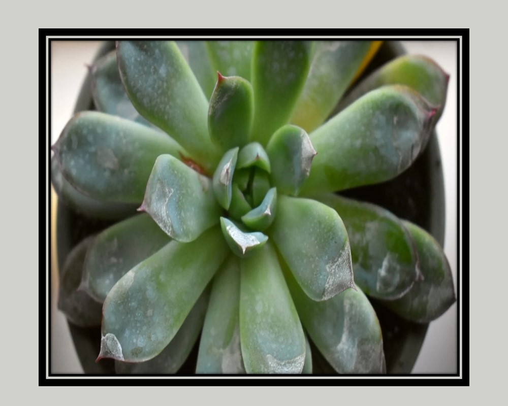 Powdery Mildew on Echeveria agavoides 