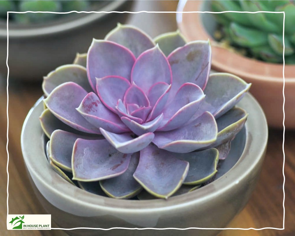pro tips for Purple Echeveria Care in post