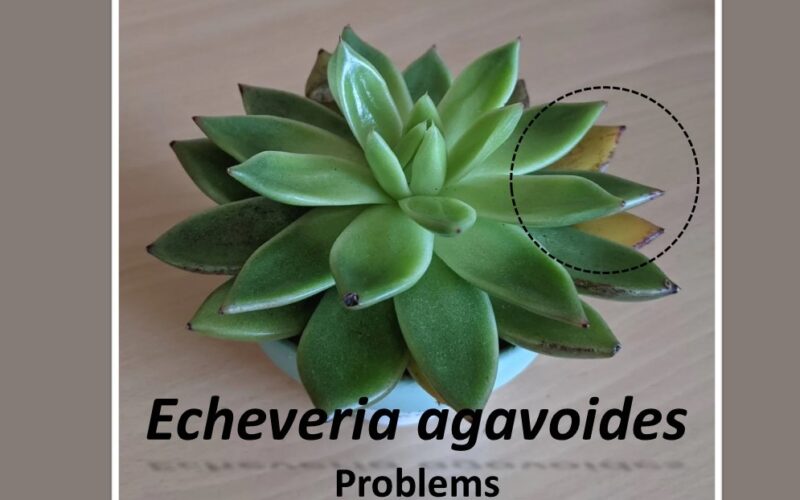 Echeveria agavoides Problems: Expert Tips to Treat and Prevent