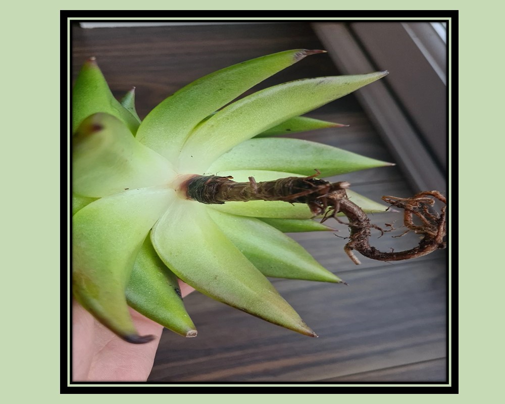 Echeveria agavoides problems: root rot