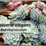 Echeveria elegans is an stunning small succulent