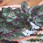 Identify 3 Elegant Echeveria nodulosa Varieties for Any Decor: Tried and True