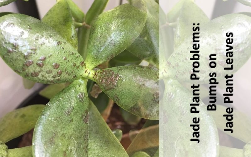 Jade Plant Problems: Bumps on Jade Plant Leaves