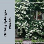 3 Vigorous Climbing Hydrangea Varieties for 2025