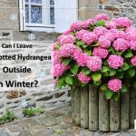 Can I Leave My Potted Hydrangea Outside in Winter?