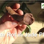 Stem Rot in Jade Plant: Fix it According to My Tips