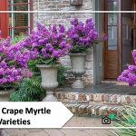 5 Admirable Dwarf Crape Myrtle Varieties: Add Elegant to your Small Garden